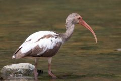 American white ibis
