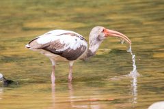 American white ibis