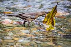 Great-tailed grackle