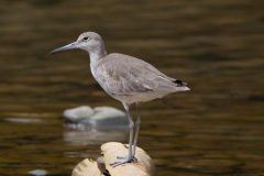 Willet
