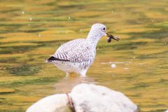 Greater yellowlegs