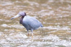 Little blue heron