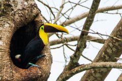 Yellow-throated toucan