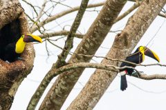 Yellow-throated toucans