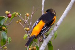 Baltimore oriole