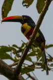 Fiery-billed aracari