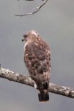 Roadside Hawk