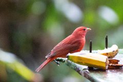 Summer tanager
