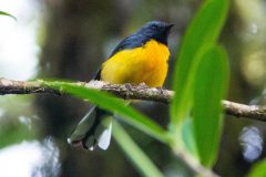 Slate-throated whitestart