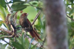 Red-faced spinetail