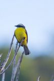 White-ringed flycatcher