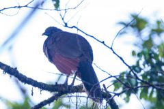 Grey-headed chachalaca