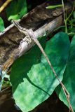 Brown basilisk