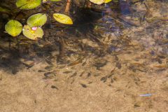 Fish and tadpoles