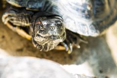 Red-eared slider