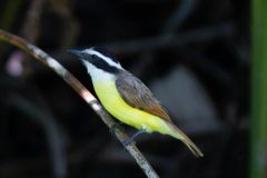 Great kiskadee