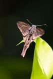 Brown longtail moth