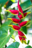False bird of paradise