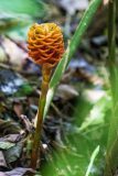 Zingiber spectabile