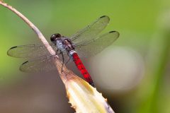 Red-Tailed Skimmer
