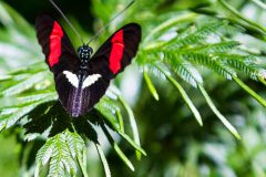 Postman butterfly