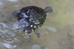 Red-eared slider