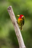 Red-headed barbet