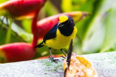Orange-bellied euphonia