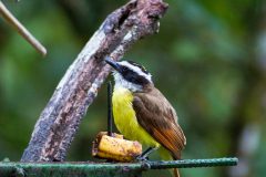 Great kiskadee