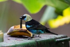 Golden-hooded tanager