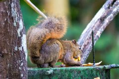 Red-tailed squirrel