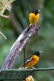 Baltimore orioles