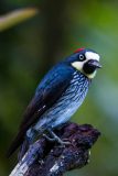 Acorn woodpecker