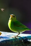 Green honeycreeper