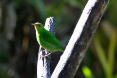 Green honeycreeper