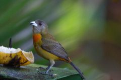 Cherrie's tanager