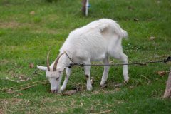 Saanen goat