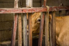 Cow in the milking parlour