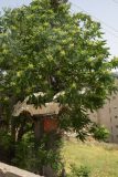 Car in a tree