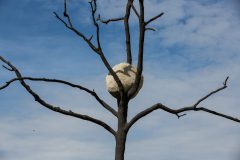 Ball in a tree