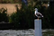 Black-backed gull