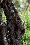 A pair of lizards in the Garden of Gethsemane