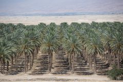 An orchard of date palms near the River Jordan - this really is a photograph and not a drawing!