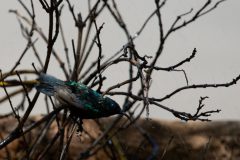 A small sunbird enjoying a shower from a garden sprinkler near the Church of the Beatitudes