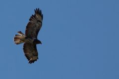 A marsh harrier