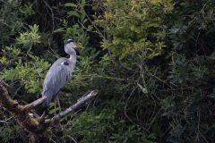 A heron in a tree