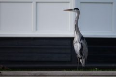 Heron by the river