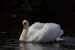 Stern looking swan