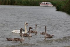 Swan and cygnets