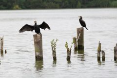 Cormorants in South Walsham Broad